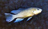 Oreochromis alcalica, formerly allocated to Alcolapia