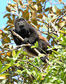 Image 32Mantled howler monkey, male (from Wildlife of Costa Rica)