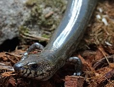 Amphiglossus reticulatus