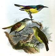 illustration of three sunbirds; the one on top has yellow undersides, a grey throat, blue-green back, and a brown patch around the eyes, the lower two are olive-green with yellowish-green undersides