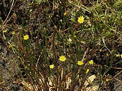 Kultamaitiainen (Arnoseris minima)