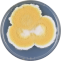 Aspergillus coremiiformis growing on CYA plate