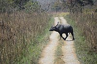 পঞ্চম:Baby wild water buffalo, অনিন্দিতা হাজৰিকা