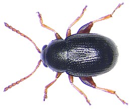 Batophila rubi