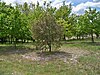 Dans cette truffière, l’herbe de la zone à brûlé est tuée par l’effet antibiotique et herbicide des truffes.