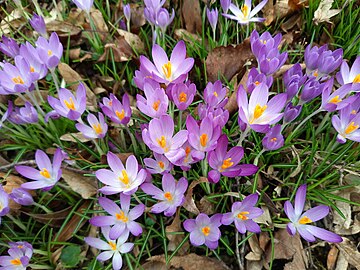 crocus