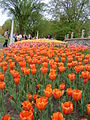 Tulips at Dow's Lake during 2005 Ottawa Tulip Festival