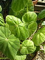 Begonia karwinskyana