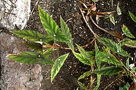 Begonia lubbersii