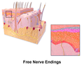 Illustration of free nerve endings