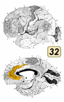 ブロードマンの脳地図における32野