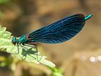 Blauflügel-Prachtlibelle (Calopteryx virgo), Männchen