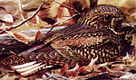 A cryptically patterned bird sits on the ground among leaves, blending into them astonishingly well.