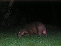 Capybara mâle