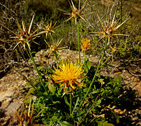 Cardo amarillo (Centaurea saxicola).