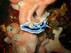 Chromodoris dianae, otok Verde, Filipini