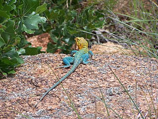 Male collared lizard, with blue-green body and yellow-brown head, at the Wichita Mountains Wildlife Refuge near Lawton, Oklahoma