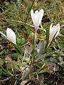 Crocus vernus subsp. albiflorus