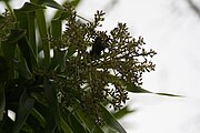 Detail of inflorescence, showing paniculate form