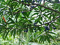 Blue marble tree in Ho'omaluhia Botanical Garden -may possibly be E. grandis