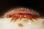 Adult female Varroa mite
