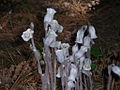 Monotropa uniflora - Indian Pipe