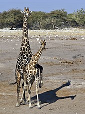Photograph of giraffes mating