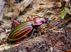 Carabus auronitens auronitens hibernating in dead wood