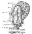 طول جنين بشري، 2 mm. صورة ظهرية، بالغشاء السلي مفتوحاً. X 30.