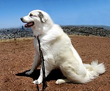 Chien de montagne des Pyrénées assis.