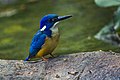 Half-collared kingfisher