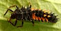 Larva típica de joaninha, alongada e com pequenos "espinhos". Da espécie Harmonia axyridis