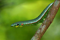 Caterpillar resembling the green vine snake (Ahaetulla nasuta)