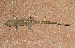 Description de l'image Hemidactylus garnotii - Mindanao, Philippines 5.jpg.