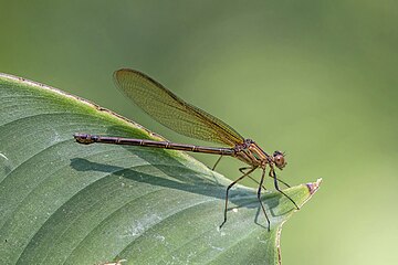 Highland rubyspot (H. cruentata) female Guatemalan