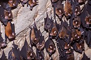 Brown bats