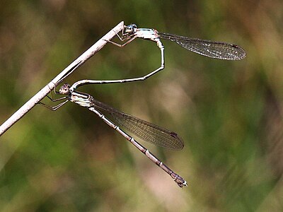 tandem pair