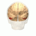 Position of inferior temporal gyrus (shown in red).