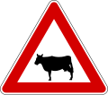 Cattle