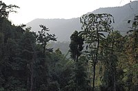 Khao Sok tropical rainforest.