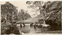 Horses at the Jay Creek waterhole in the 1920s