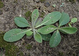 Jeunes plants.