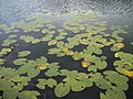 Nénuphar jaune au lac de Barbazan.