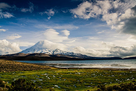 Vegetation at Lake Chungará; the summit of Parinacota is enveloped in a cloud