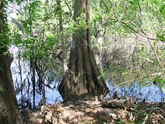 Cypress tree