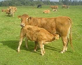 Image illustrative de l’article Veau du Limousin