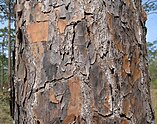 bark