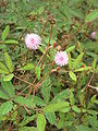 Mimosa pudica