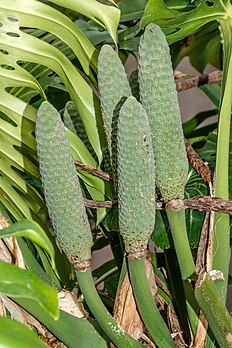 Infrutescence de faux philodendron. (définition réelle 4 000 × 6 000)