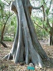 The bloated water-storing trunk of a fully grown tree at Koko Crater Botanical Garden on Oahu, Hawaii